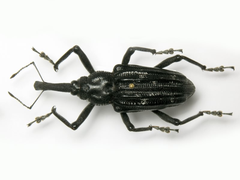 Vanapa oberthuri Pouillaude, 1915